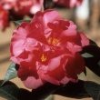 Early Crimson